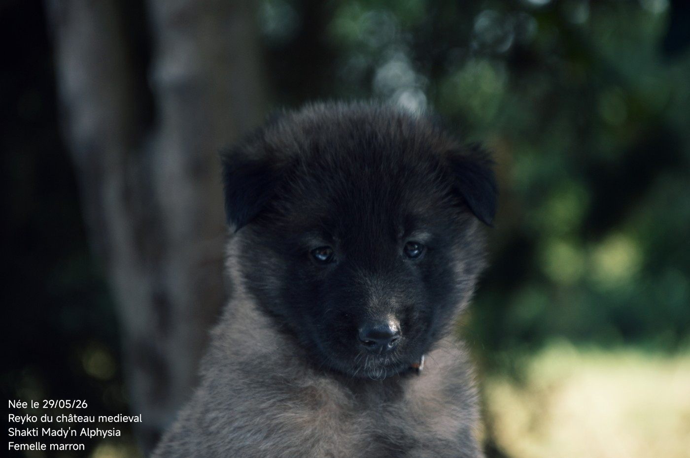 Mady'n Alphysia - Chiots disponibles - Berger Belge