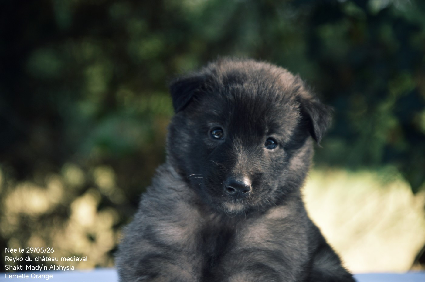 Mady'n Alphysia - Chiots disponibles - Berger Belge