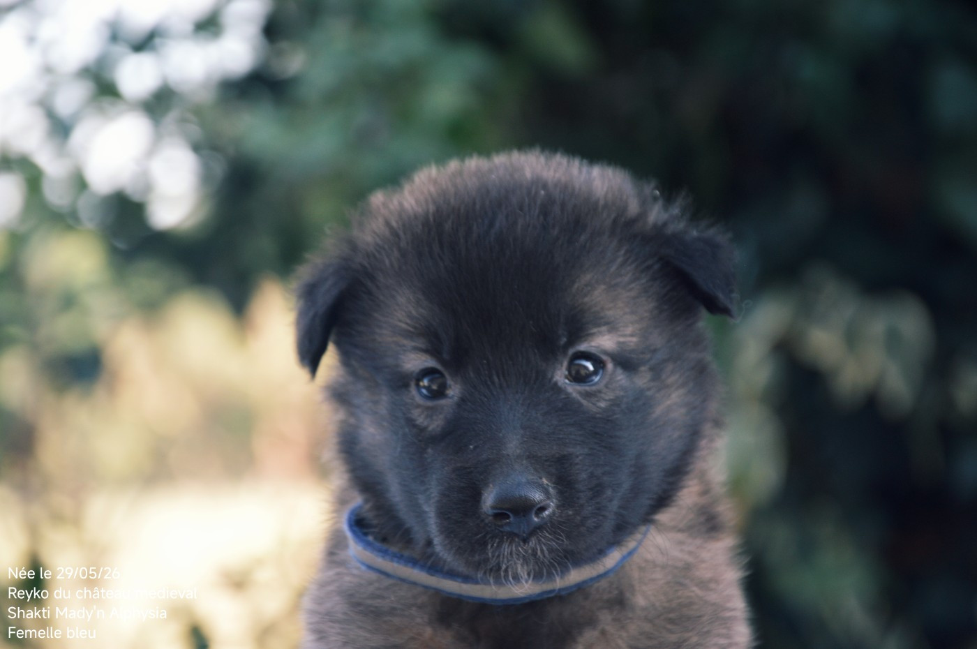 Mady'n Alphysia - Chiots disponibles - Berger Belge