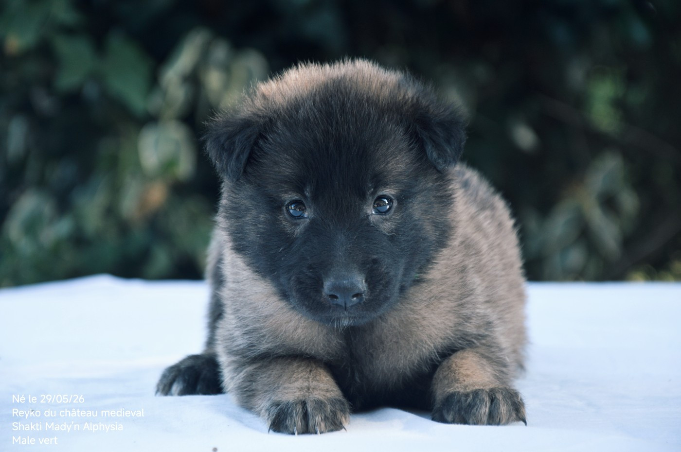 Mady'n Alphysia - Chiots disponibles - Berger Belge