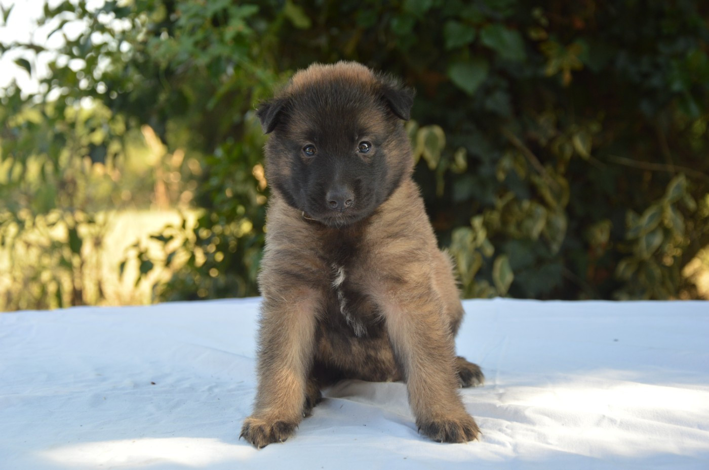 Mady'n Alphysia - Chiots disponibles - Berger Belge