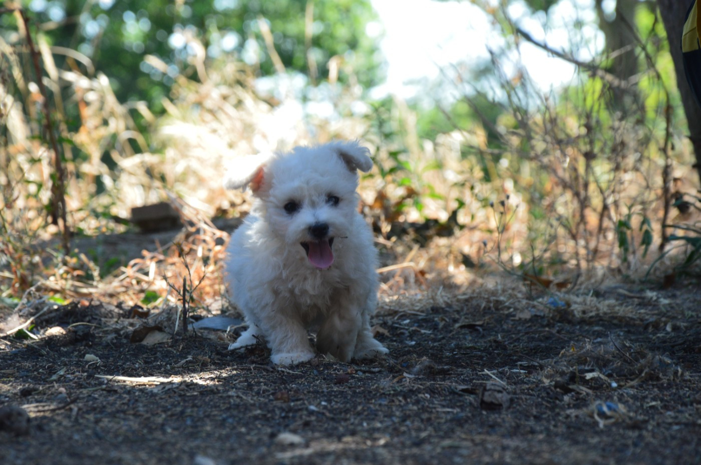Mady'n Alphysia - Chiots disponibles - Bichon Frise