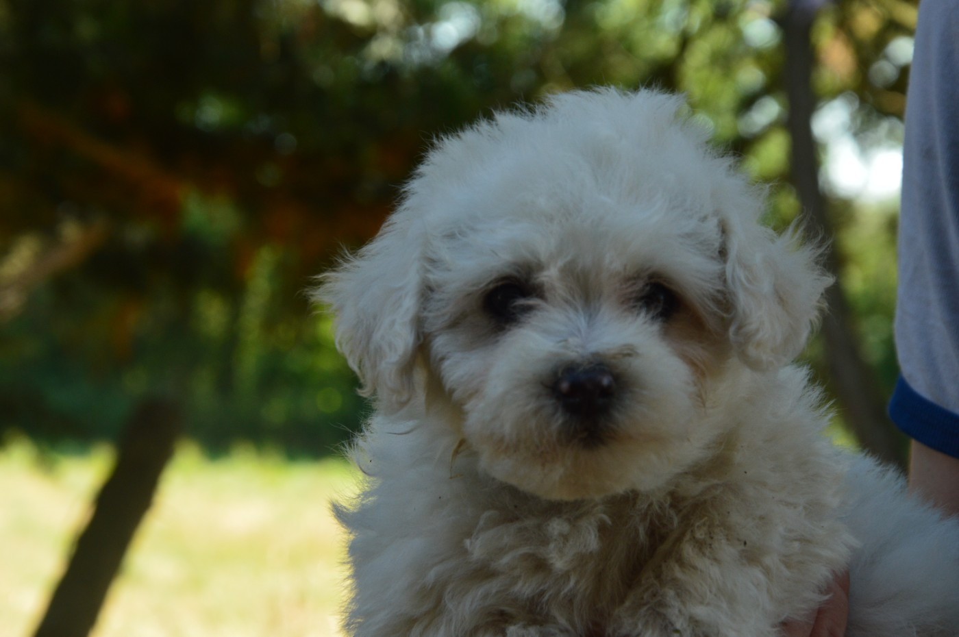 Mady'n Alphysia - Chiots disponibles - Bichon Frise