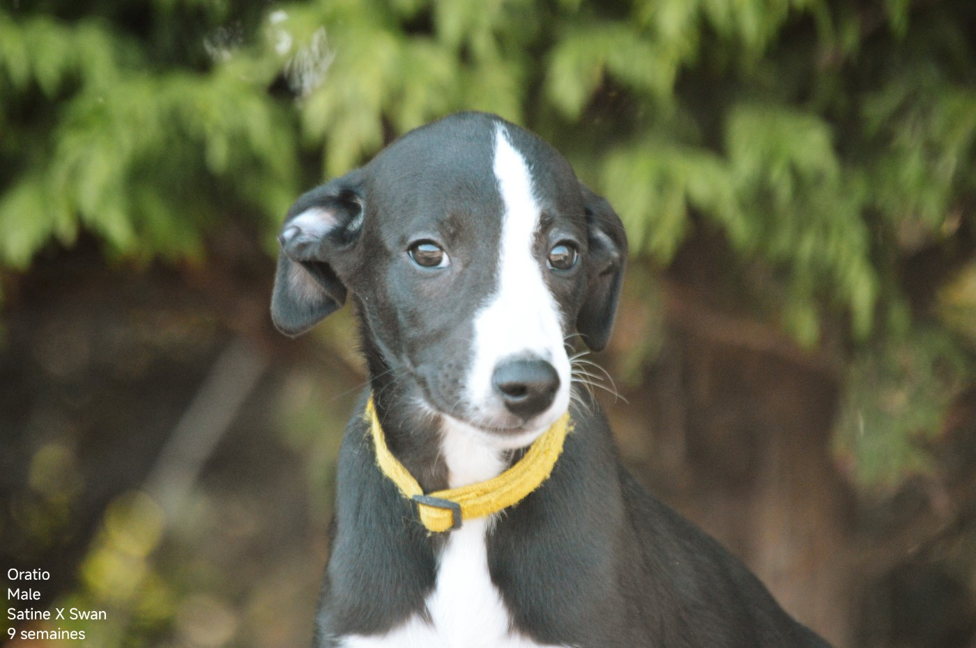Mady'n Alphysia - Chiots disponibles - Whippet