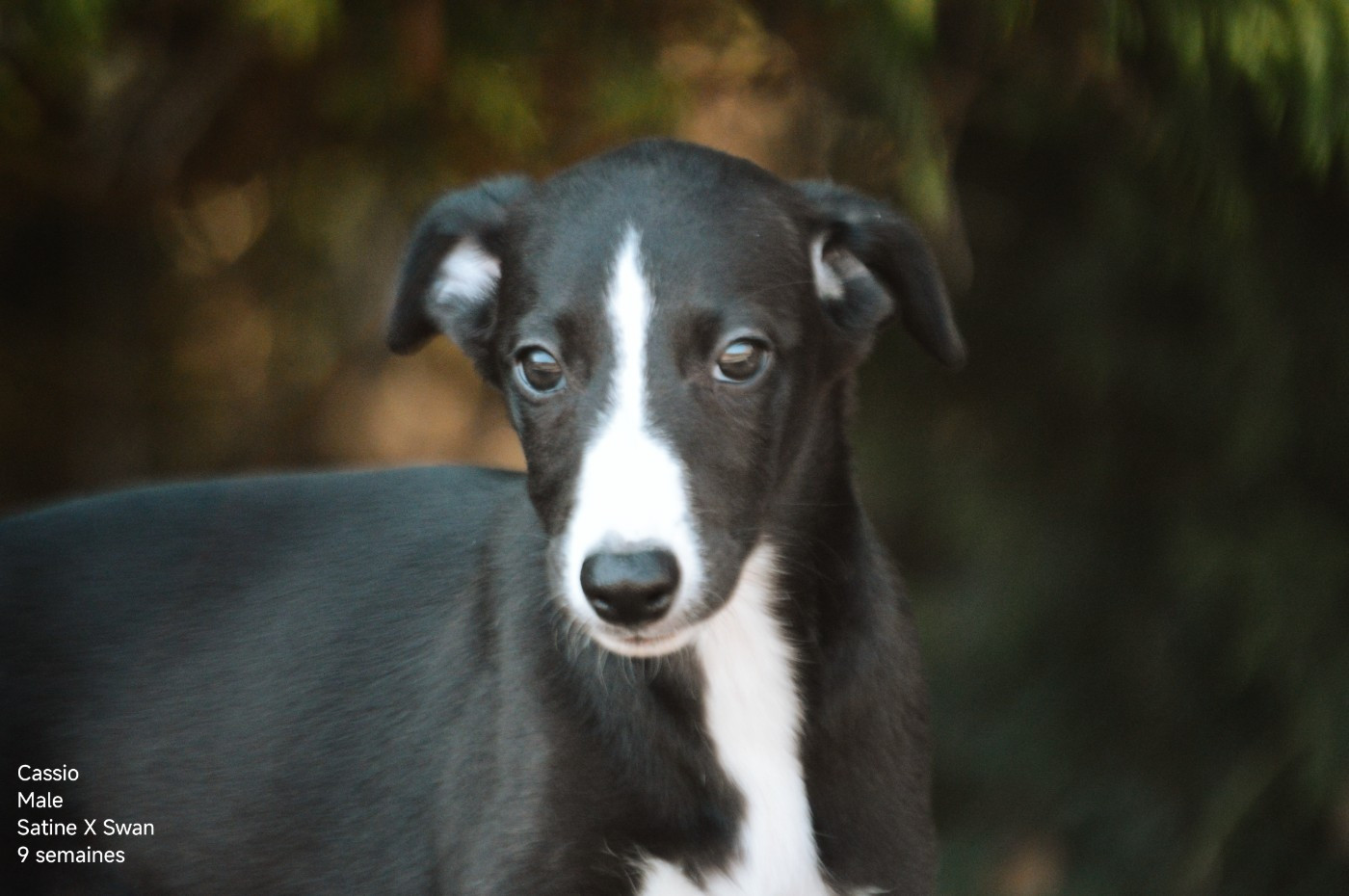 Mady'n Alphysia - Chiots disponibles - Whippet
