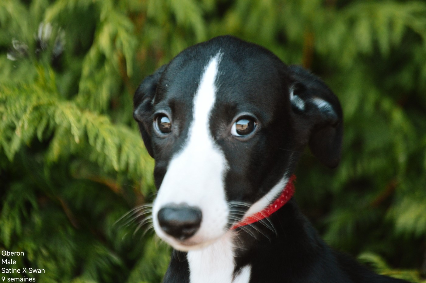 Mady'n Alphysia - Chiots disponibles - Whippet