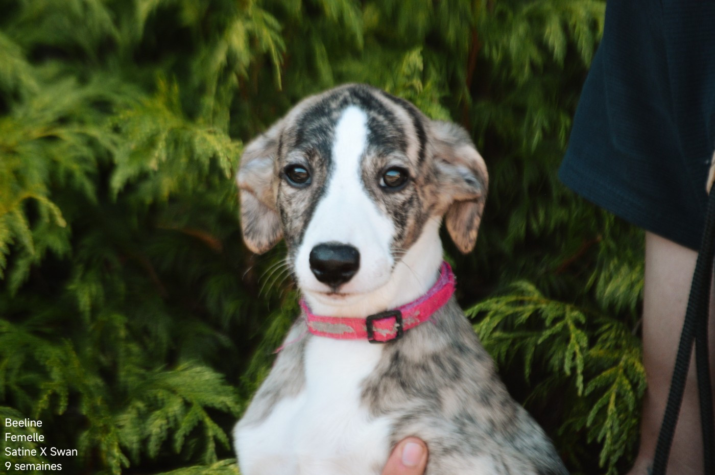 Mady'n Alphysia - Chiots disponibles - Whippet