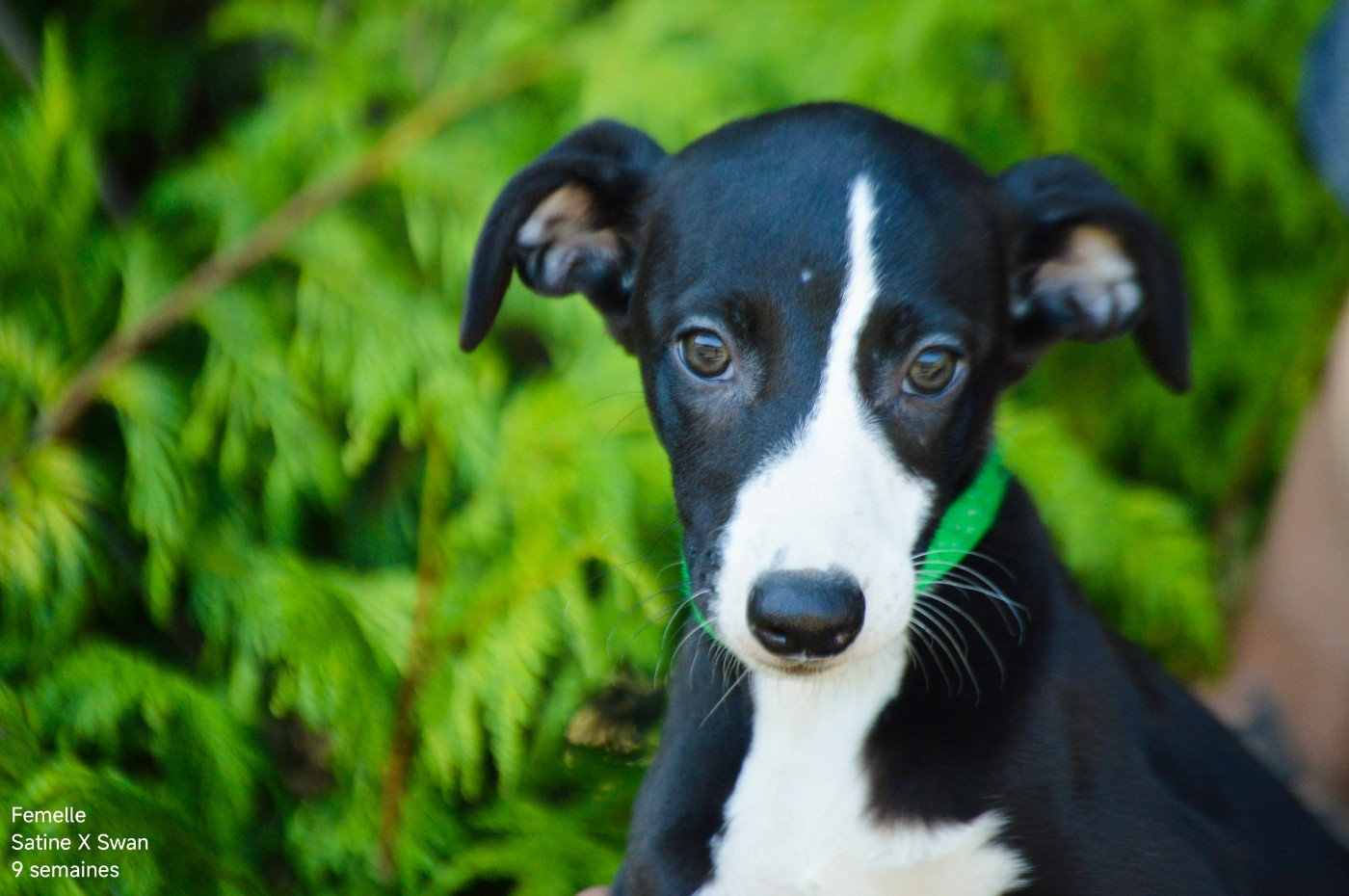 Mady'n Alphysia - Chiots disponibles - Whippet