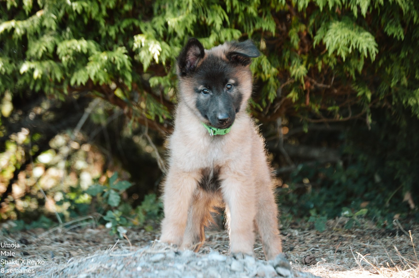 Mady'n Alphysia - Chiots disponibles - Berger Belge