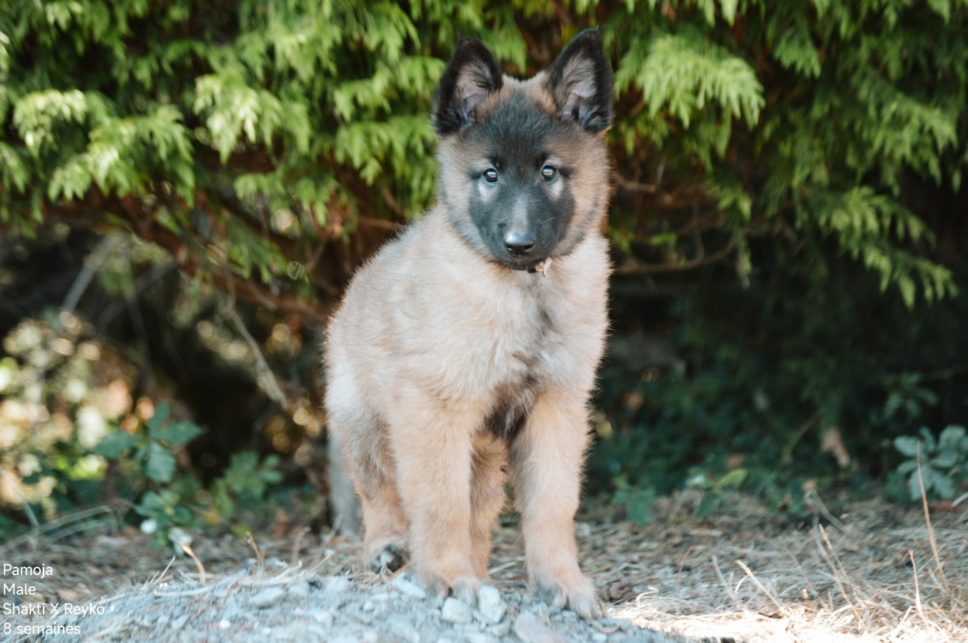Mady'n Alphysia - Chiots disponibles - Berger Belge