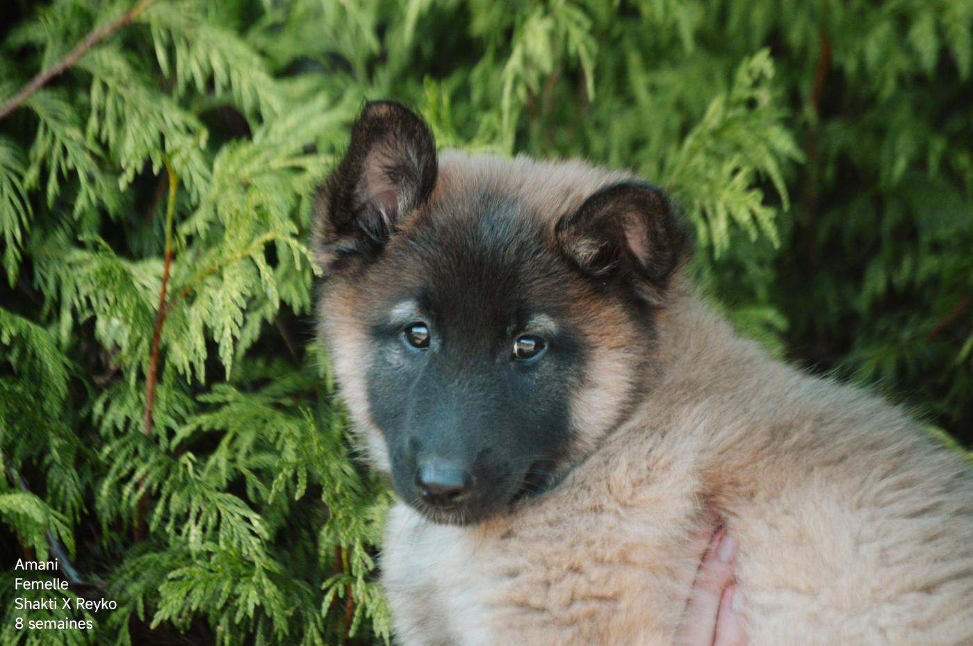 Mady'n Alphysia - Chiots disponibles - Berger Belge