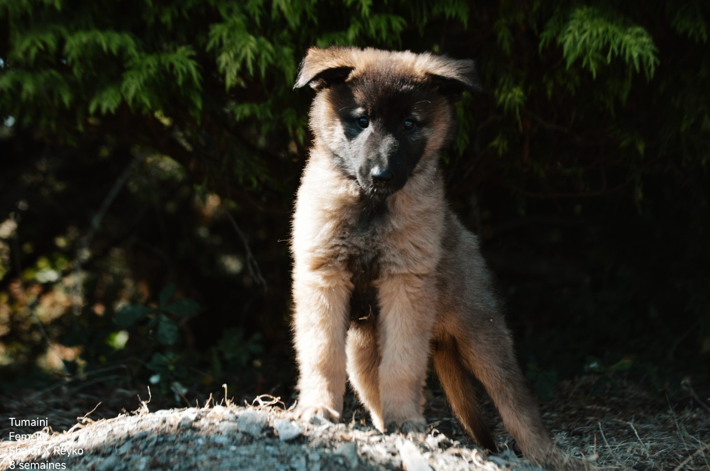 Mady'n Alphysia - Chiots disponibles - Berger Belge