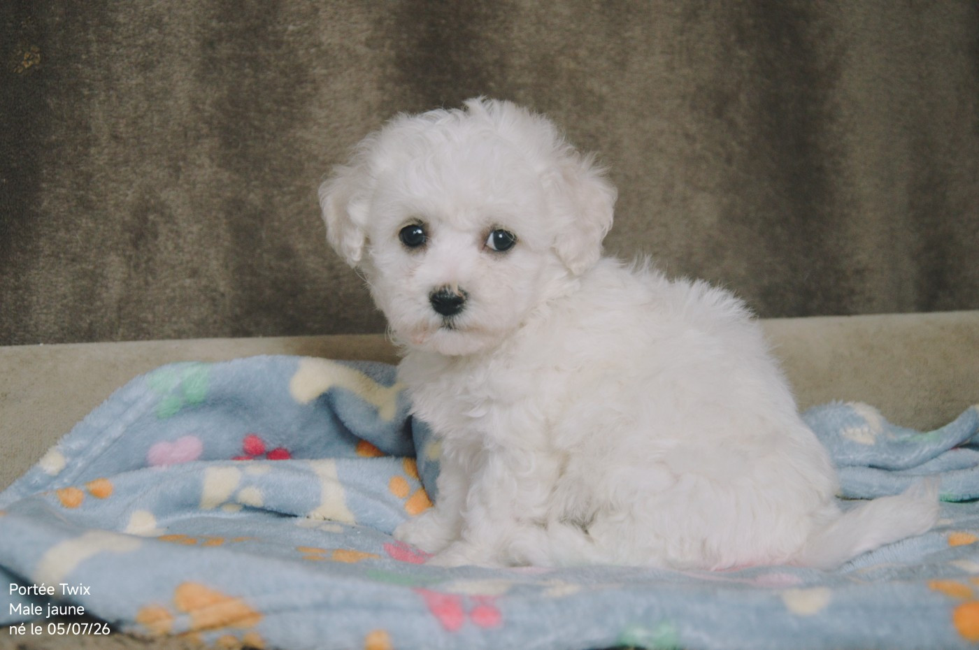 Mady'n Alphysia - Chiots disponibles - Bichon Frise