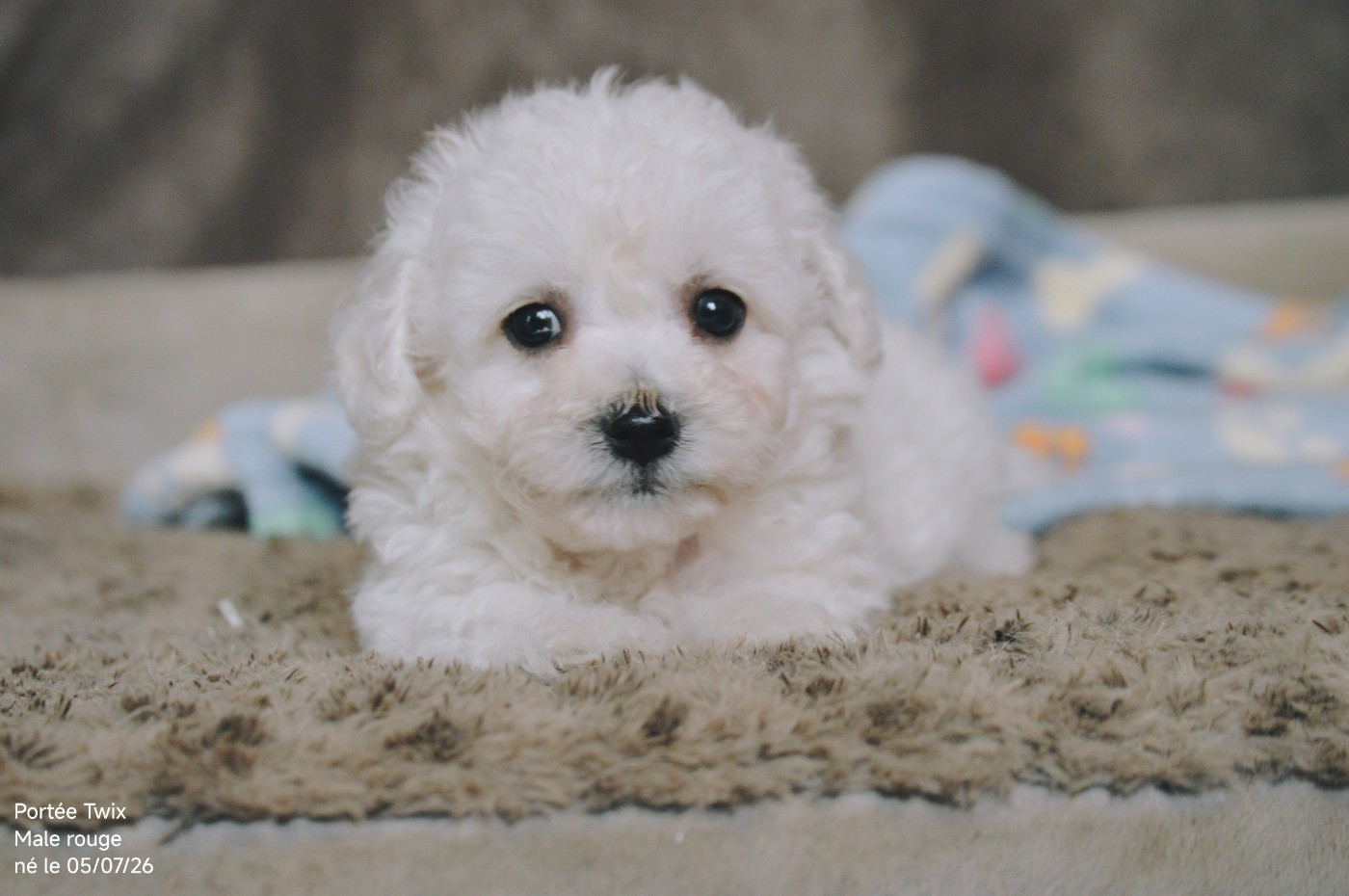 Mady'n Alphysia - Chiots disponibles - Bichon Frise