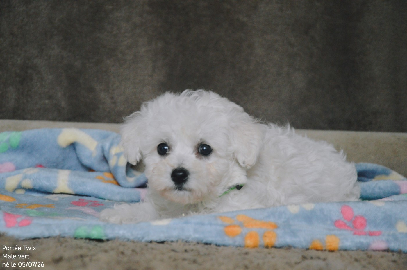 Mady'n Alphysia - Chiots disponibles - Bichon Frise