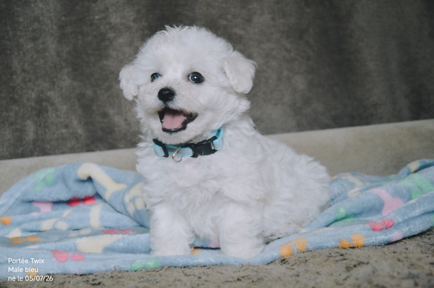 Mady'n Alphysia - Chiots disponibles - Bichon Frise