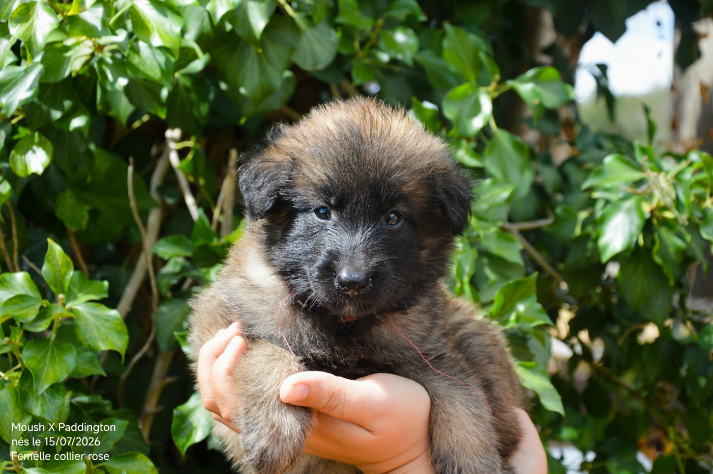 Mady'n Alphysia - Chiots disponibles - Berger Belge