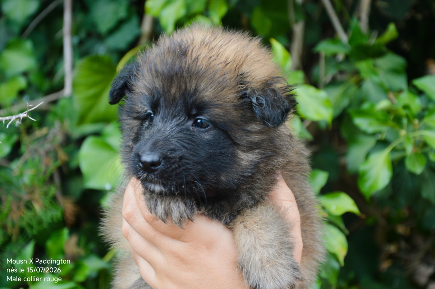 Mady'n Alphysia - Chiots disponibles - Berger Belge