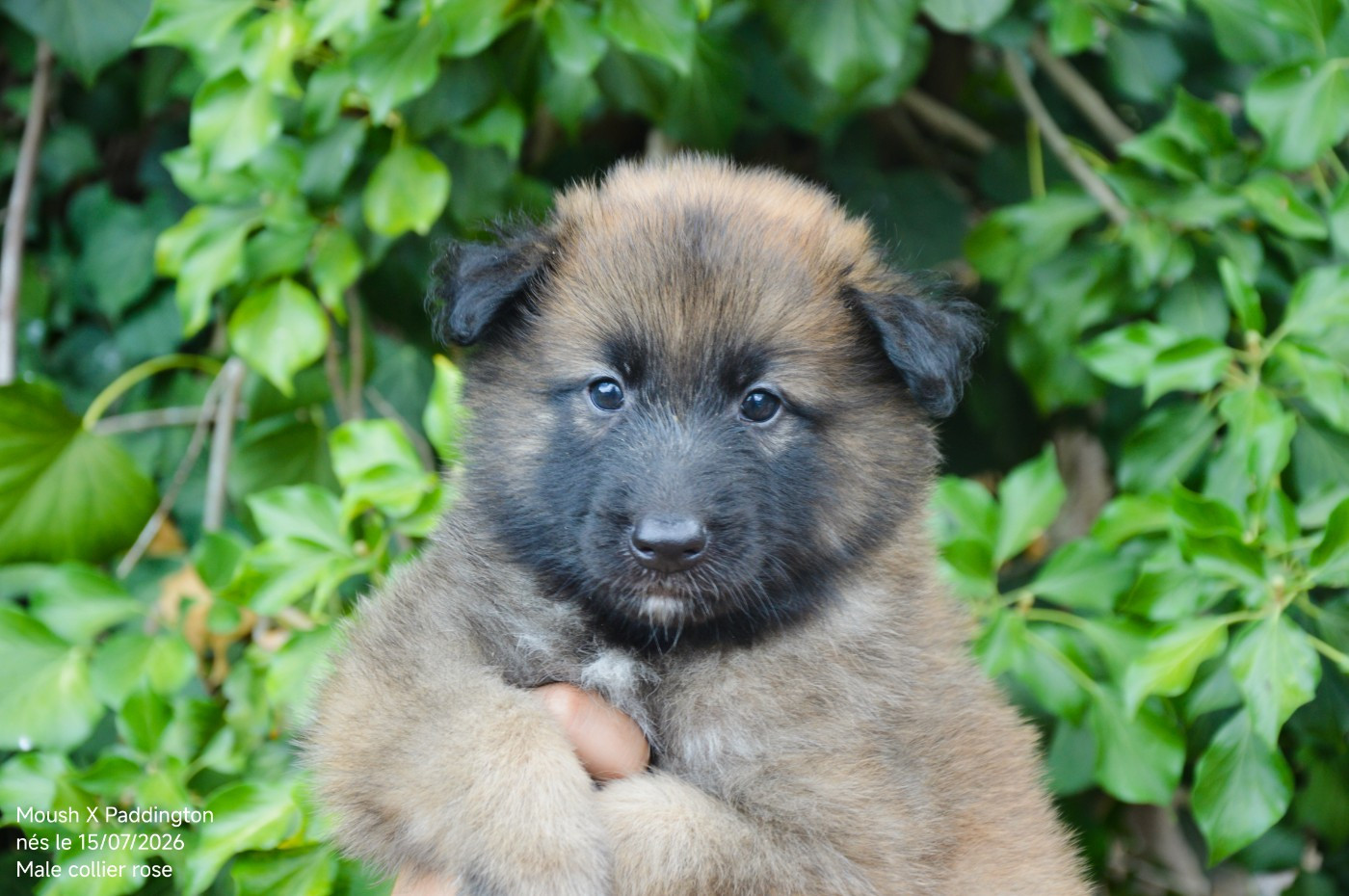 Mady'n Alphysia - Chiots disponibles - Berger Belge