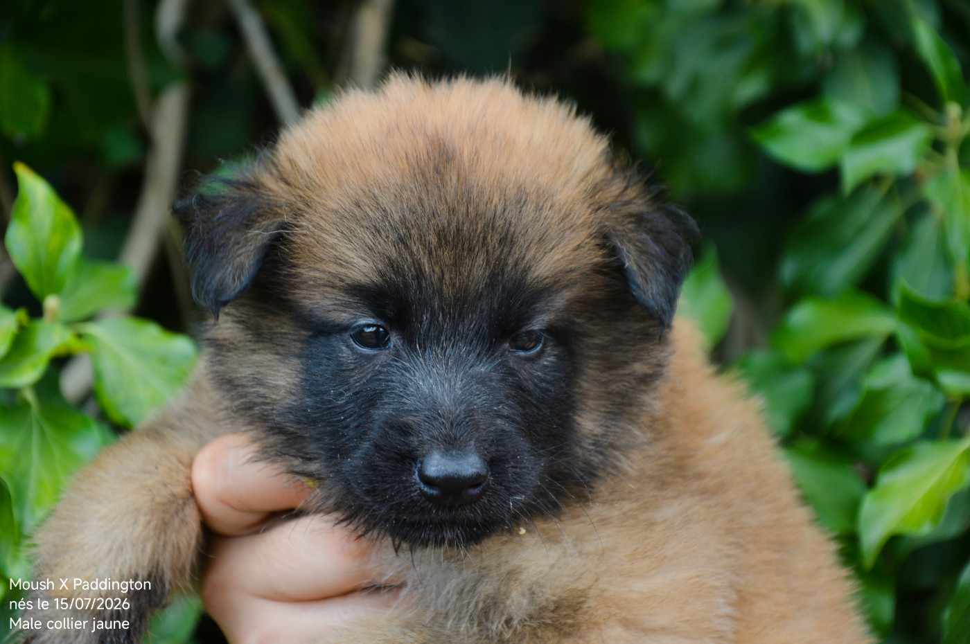 Mady'n Alphysia - Chiots disponibles - Berger Belge