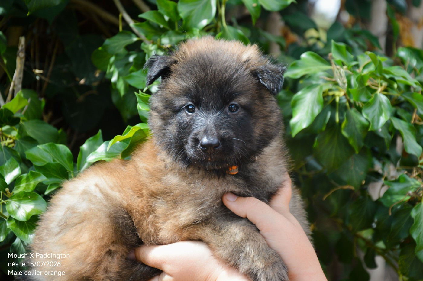 Mady'n Alphysia - Chiots disponibles - Berger Belge