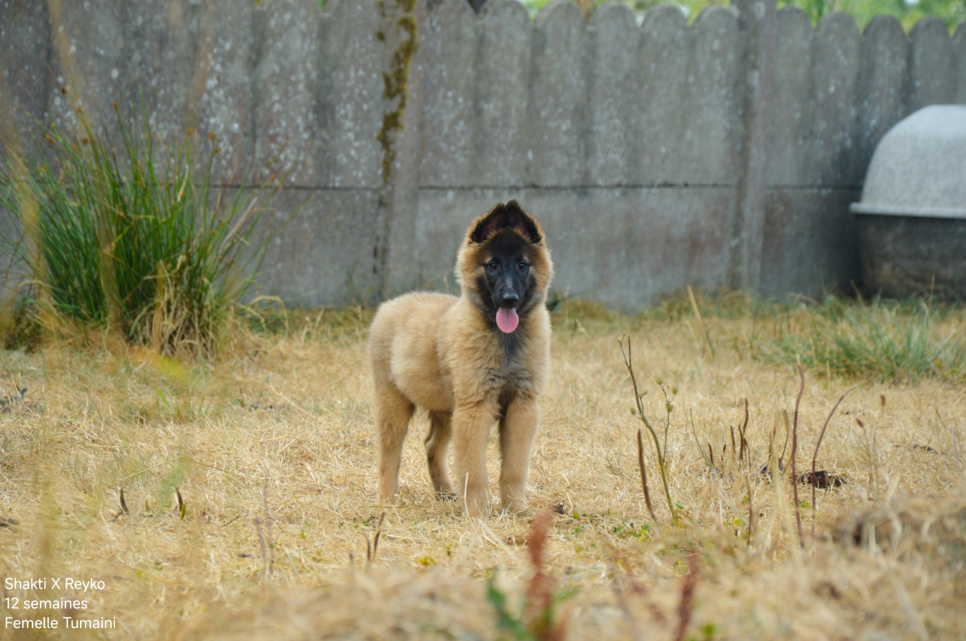 Mady'n Alphysia - Chiots disponibles - Berger Belge