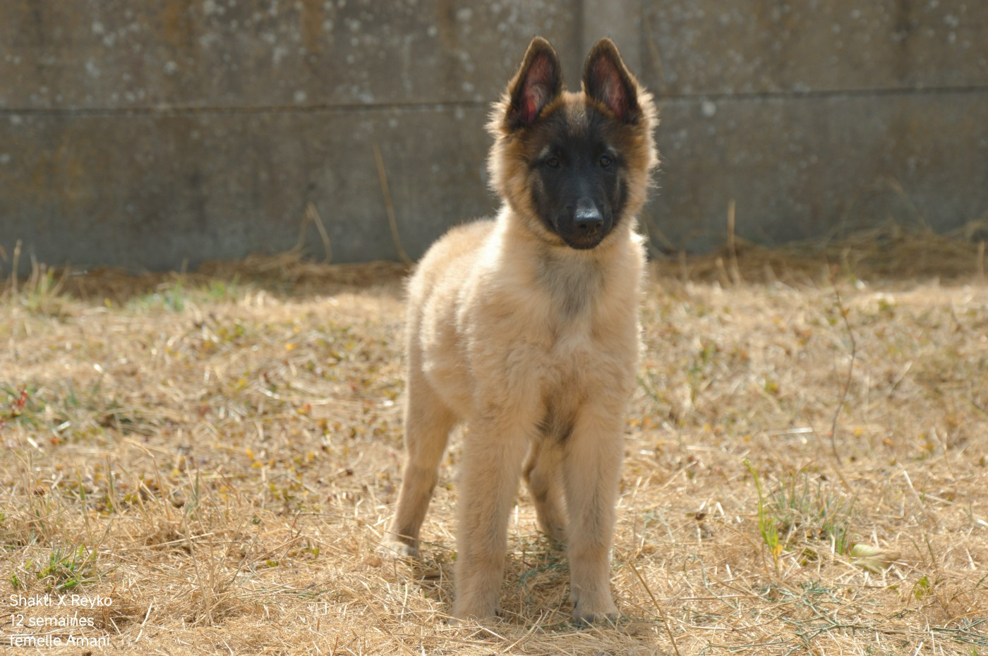 Mady'n Alphysia - Chiots disponibles - Berger Belge
