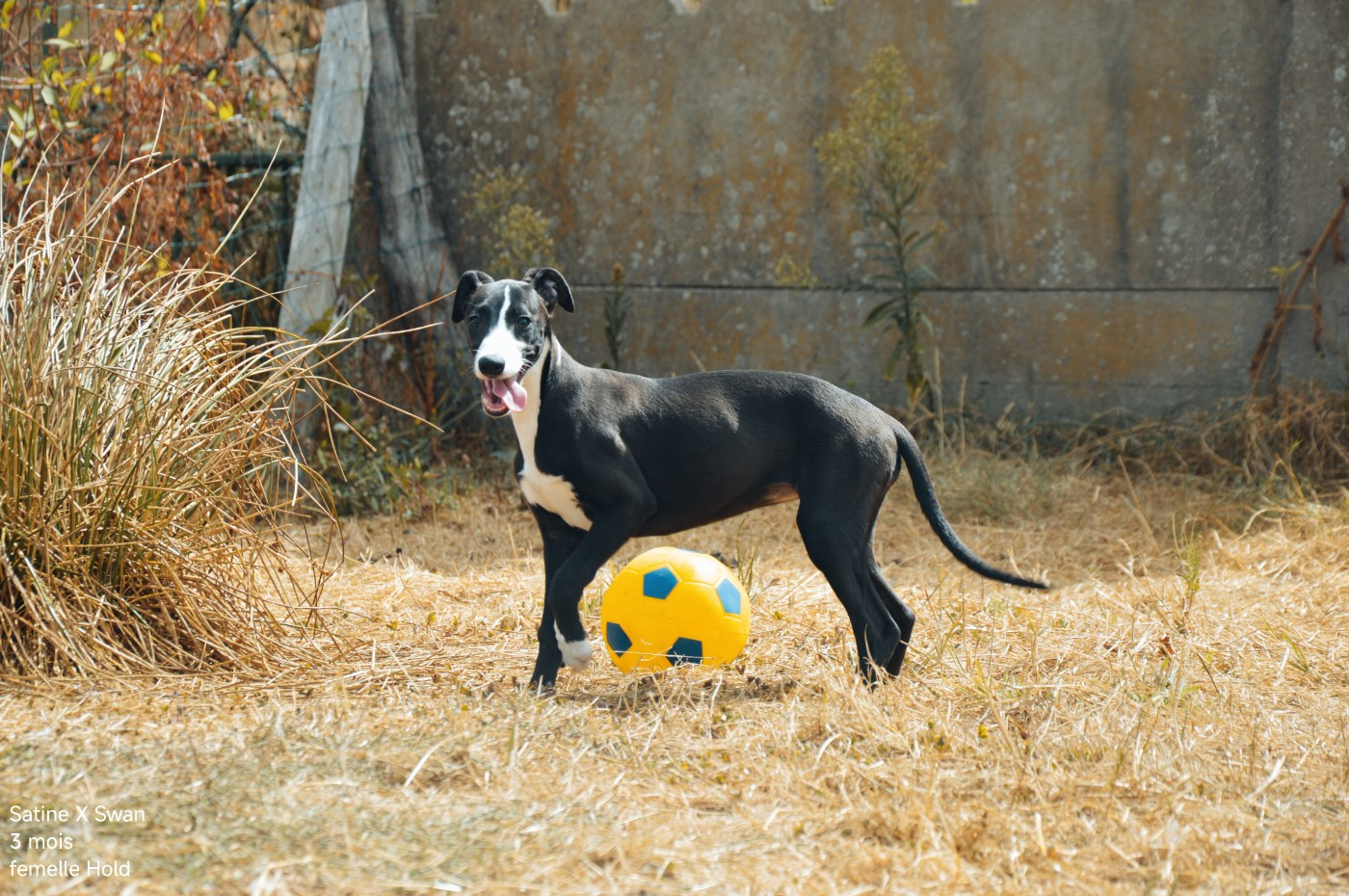 Mady'n Alphysia - Chiots disponibles - Whippet