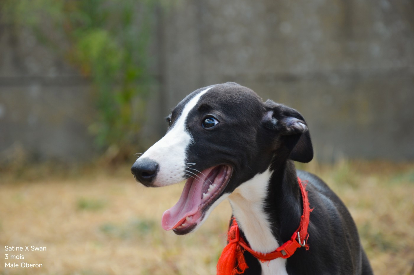 Mady'n Alphysia - Chiots disponibles - Whippet