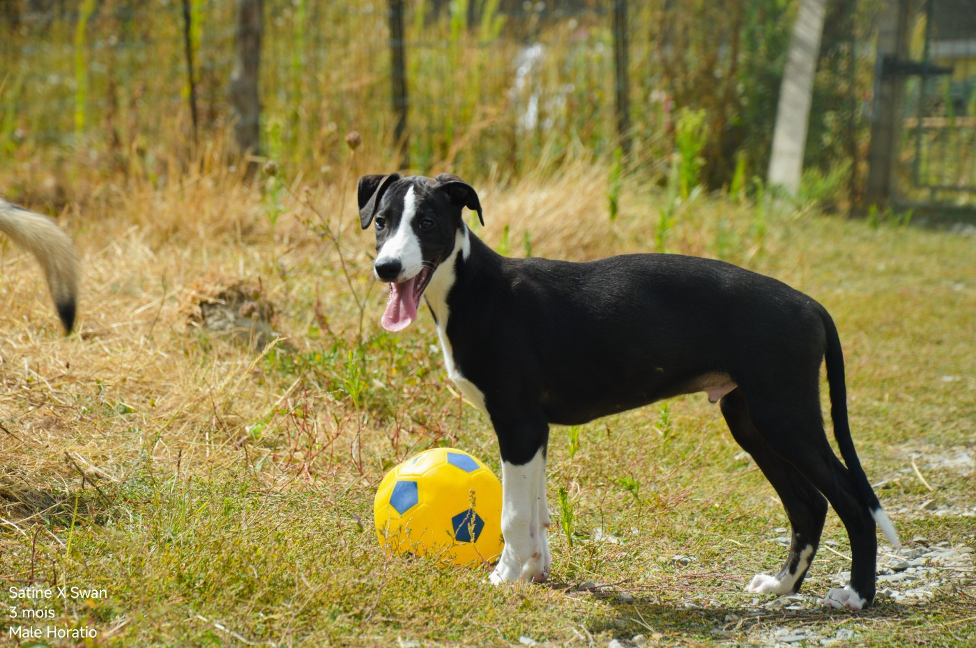 Mady'n Alphysia - Chiots disponibles - Whippet