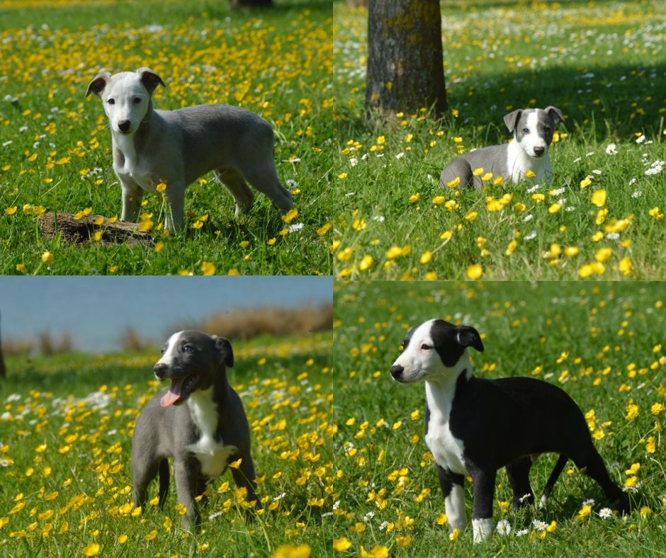 Chiot Whippet Mady'n Alphysia