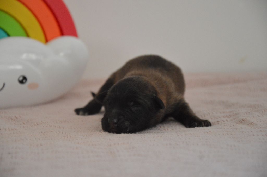 Mady'n Alphysia - Chiots disponibles - Berger Belge