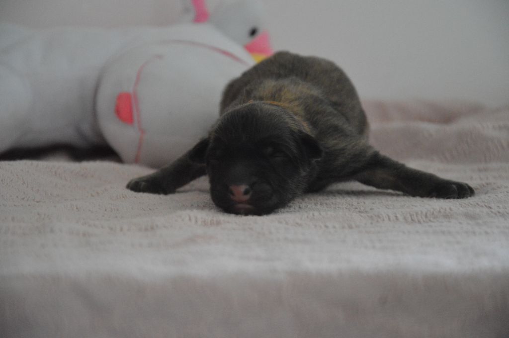 Mady'n Alphysia - Chiots disponibles - Berger Belge