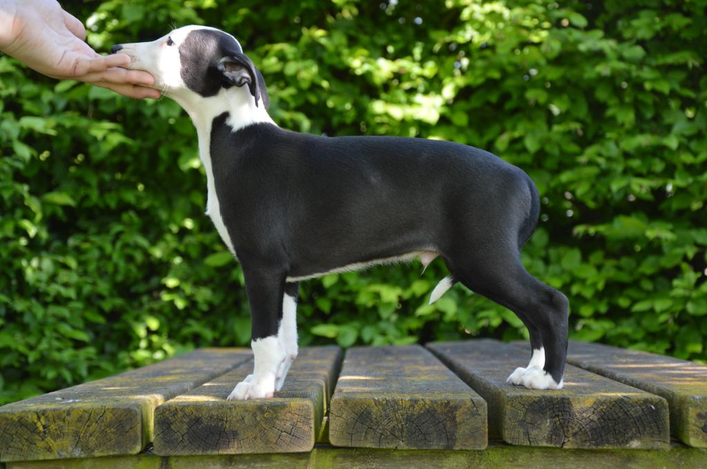 Mady'n Alphysia - Chiots disponibles - Whippet