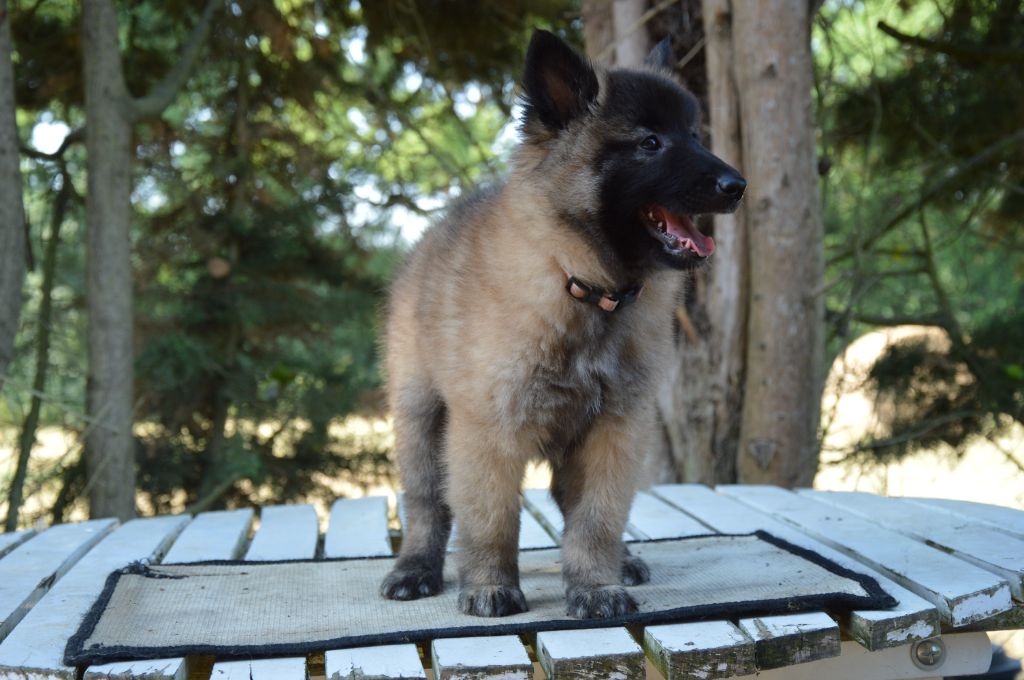 Mady'n Alphysia - Chiots disponibles - Berger Belge