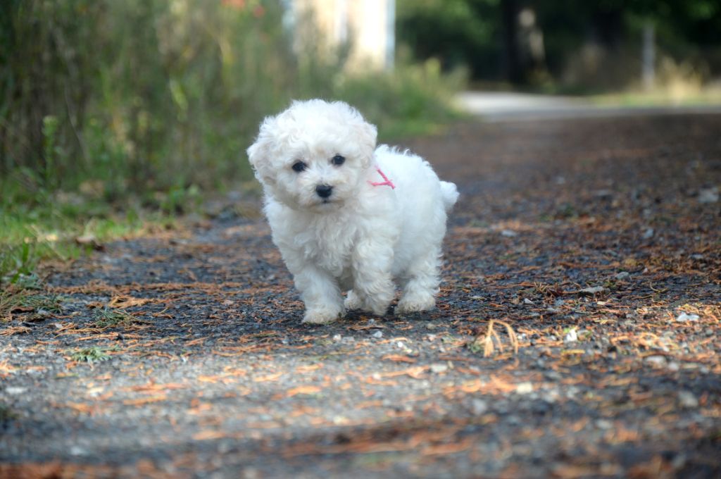 Mady'n Alphysia - Chiots disponibles - Bichon Frise