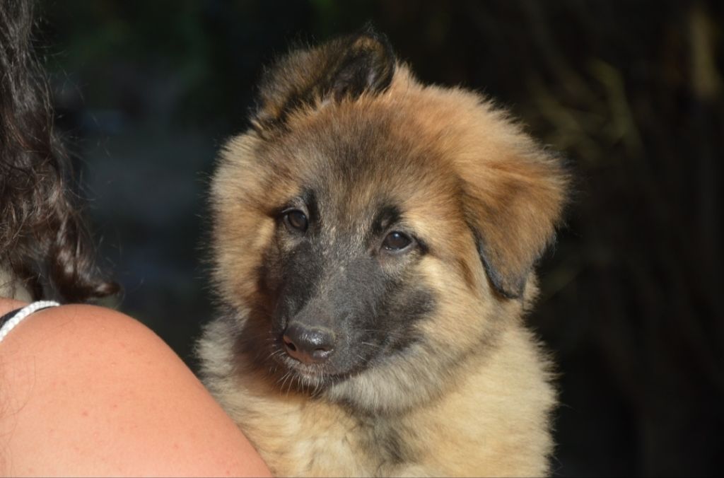 Mady'n Alphysia - Chiots disponibles - Berger Belge