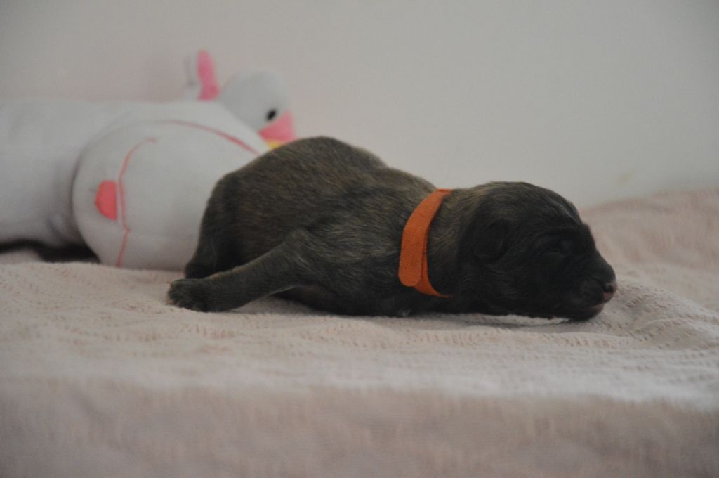 Mady'n Alphysia - Chiots disponibles - Berger Belge