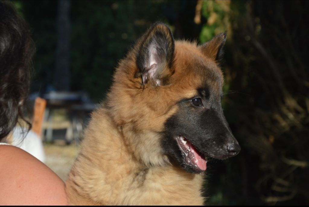 Mady'n Alphysia - Chiots disponibles - Berger Belge