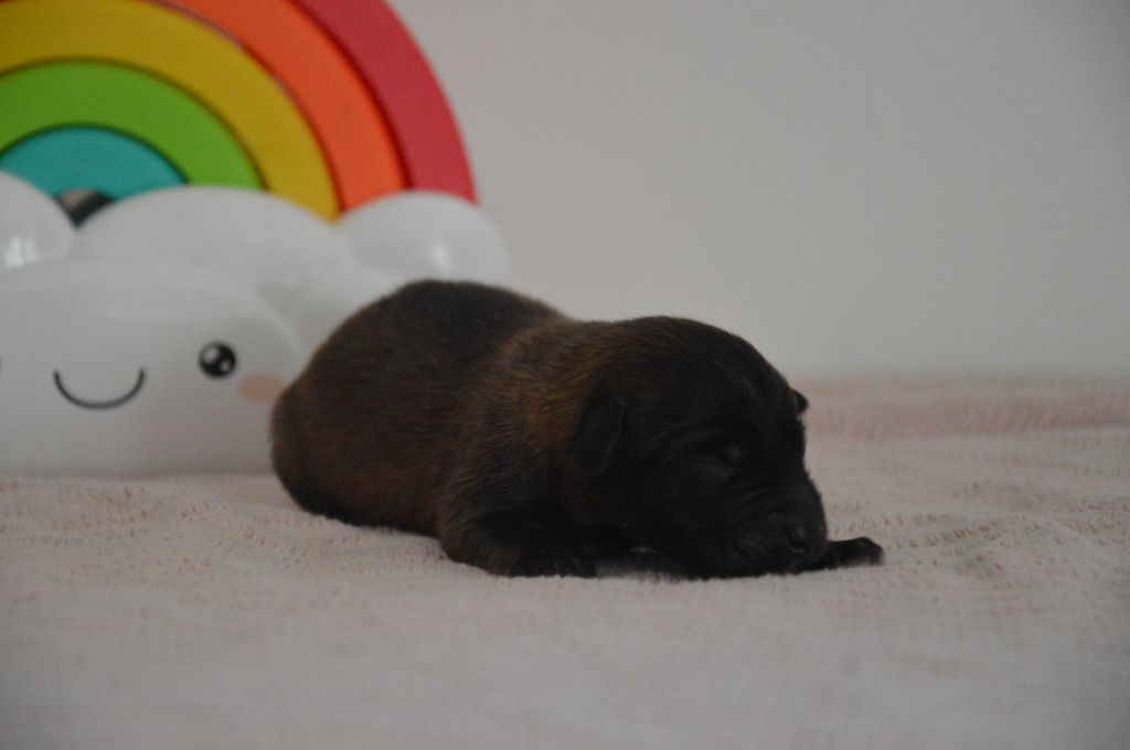 Mady'n Alphysia - Chiots disponibles - Berger Belge