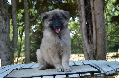 Nova