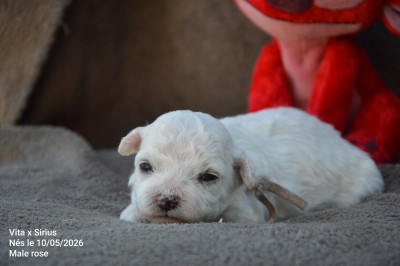 Chiot N°2