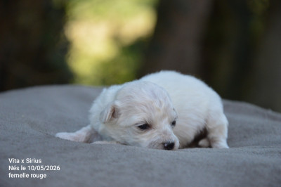 Chiot N°3