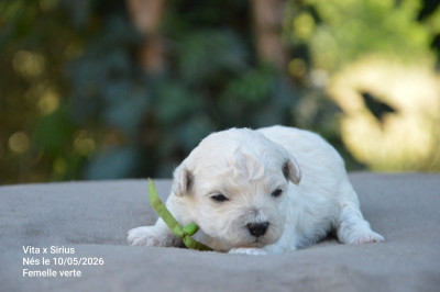 Chiot N°6