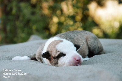 Chiot N°4