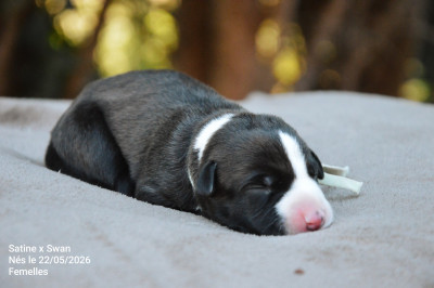 Chiot N°6
