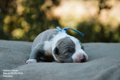Chiot N°7
