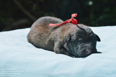 CHIOT 3