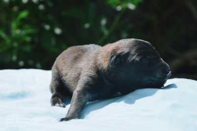 CHIOT 4