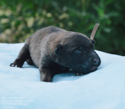 CHIOT 8